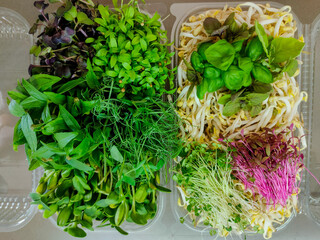 Assorted fresh microgreens and sprouts in plastic containers