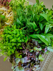 Colorful microgreens mix with fresh herbs and sprouts