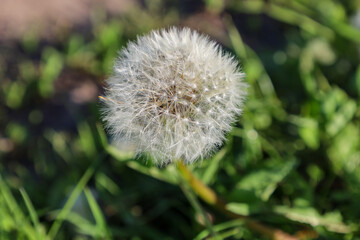 Close-up of a fluffy dandelion head against a blurred green background. The delicate texture of the seeds, ready to scatter in the wind on a sunny day.
