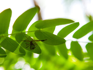 Box bug, Gonocerus acutangulatus on green leaves.