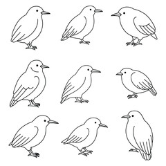 Kiwi Bird Line Art Illustrations Set