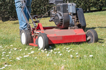 Professional gardener removes moss from green lawn with blooming white daisies using scarifier, improving grass health on sunny spring day, enjoying beauty of nature and outdoor work,