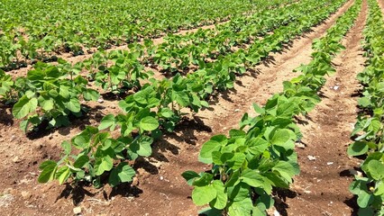 初夏の枝豆畑風景