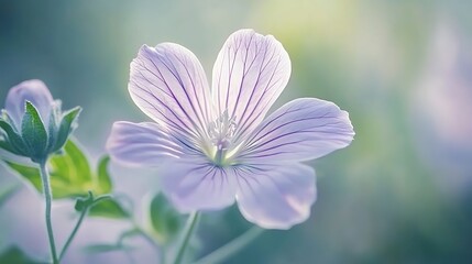 Fototapeta premium Soft light shines through delicate, lavender flower petals revealing intricate vein patterns beautifully