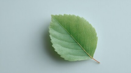lone green leaf rests on crisp white background