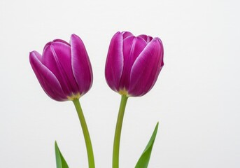 Fototapeta premium Two purple tulips with green stems against a white background