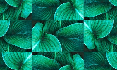Hosta plant leaves, close up. Lush foliage. Large leaves of Hosta flower covered with water drops....