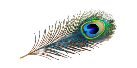 Obraz premium Peacock Feather. Symbol Of Beauty And Elegance In Nature Isolated On Transparent Background