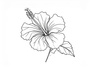Fototapeta premium Line Art Elegance A Minimalist Hibiscus Drawing