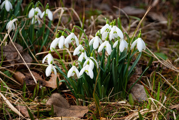 Snowdrops Blooming in Early Spring Garden, Latvia