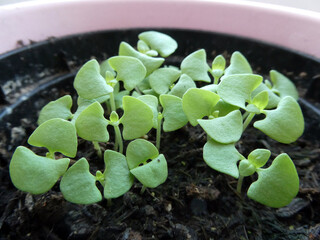 Basilikum Sämlingsjungpflanze