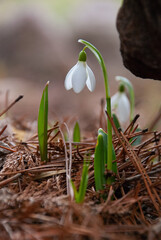 Snowdrops Blooming in Early Spring Garden, Latvia