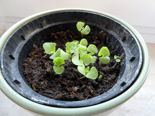 Basilikum Sämlingsjungpflanze
