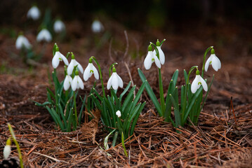 Snowdrops Blooming in Early Spring Garden, Latvia