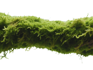 Lush Green Moss Texture Background Image