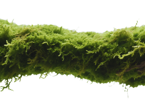 Lush Green Moss Texture Background Image