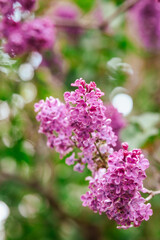 Obraz premium Vibrant lilac flowers bloom in a garden during spring season