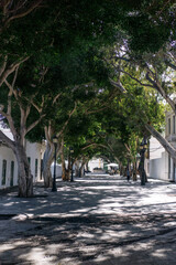 Obraz premium An alley in an old European town with tree canopies intertwined overhead, letting beautiful sunlight filter through.