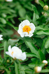 Beautiful white peonies blooming in a garden during springtime