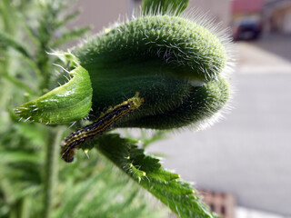 Palaver Orientale mit Raupe des Buchsbaumzünslers