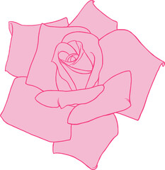 Vector illustration of a pink rose. Hand drawn flower illustration. Botanical sketch.	