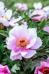 Obraz premium Delicate peony flowers bloom in spring garden setting adorned with green leaves