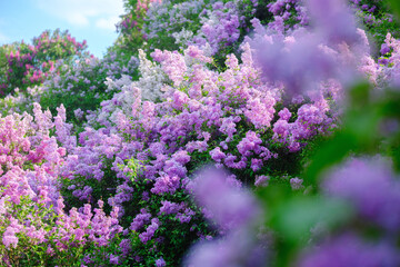 Obraz premium Colorful lilac flowers bloom vibrantly in a sunlit garden during springtime