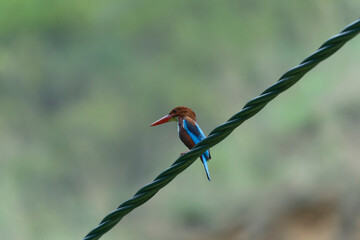 white throated kingfisher on green background