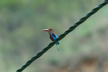white throated kingfisher on green background