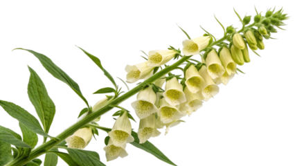 Herbal plant Digitalis lanata Digitalis or foxglove on white or transparent background
