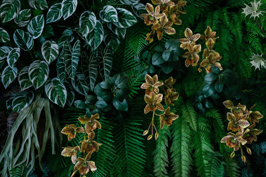 abstract green leaf texture, tropical leaf foliage nature dark green background