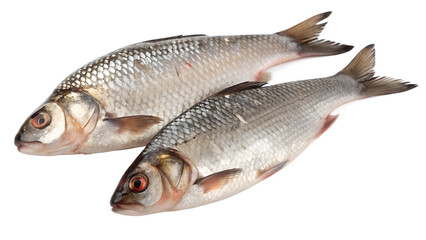Obraz premium fresh fish on white background