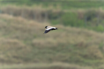 Bird in flight