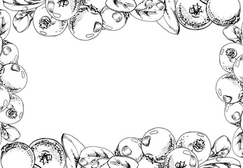 Lingonberry cranberry with green leaves, water dew drops, vector hand drawn in ink, ripe forest berry bearberry teaberry wintergreen. Isolated border corner frame. Dessert cafe menu, farmers market