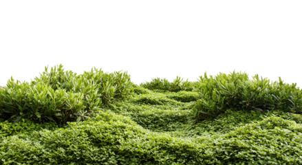 Png of Lush green hillside with vibrant foliage, creating a serene and natural landscape.