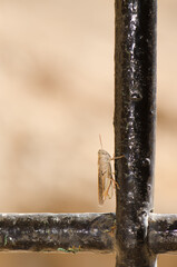 Canarian pincer grasshopper Calliptamus plebeius on the bars of a window. Cruz de Pajonales. Tejeda. Gran Canaria. Canary Islands. Spain.