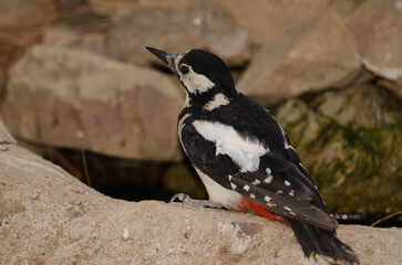 Great spotted woodpecker Dendrocopos major thanneri. Female drinking water at a spring. Inagua. Gran Canaria. Canary Islands. Spain.