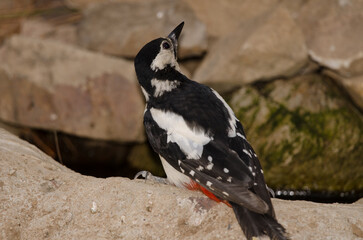 Great spotted woodpecker Dendrocopos major thanneri. Female drinking water at a spring. Inagua. Gran Canaria. Canary Islands. Spain.