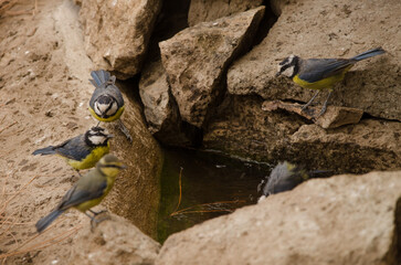 Fototapete bei efototapeten.de bestellen   