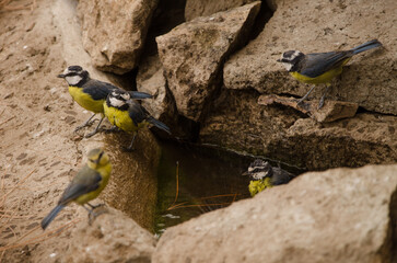 Fototapete bei efototapeten.de bestellen   