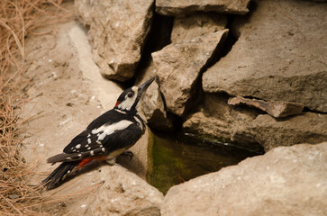 Great spotted woodpecker Dendrocopos major thanneri. Male drinking water at a spring. Inagua. Gran...