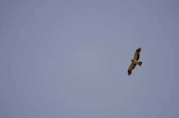 Booted eagle Hieraaetus pennatus in flight. Integral Natural Reserve of Inagua. Gran Canaria. Canary Islands. Spain.
