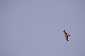 Booted eagle Hieraaetus pennatus in flight. Integral Natural Reserve of Inagua. Gran Canaria. Canary Islands. Spain.