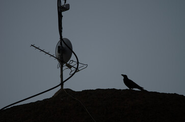 Common raven Corvus corax canariensis next to an antenna at sunset. Cruz de Pajonales. Tejeda. Gran...
