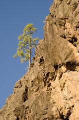 Canary Island pine Pinus canariensis on a cliff. Solapon de La Carniceria. Integral Natural Reserve of Inagua. Tejeda. Gran Canaria. Canary Islands. Spain.