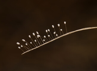 Stalked eggs of green lacewing. Integral Natural Reserve of Inagua. Gran Canaria. Canary Islands. Spain.