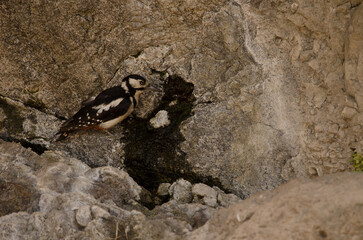 Great spotted woodpecker Dendrocopos major thanneri. Female drinking water at a spring. Inagua. Gran Canaria. Canary Islands. Spain.