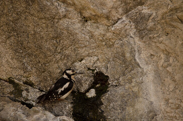 Great spotted woodpecker Dendrocopos major thanneri. Female drinking water at a spring. Inagua. Gran Canaria. Canary Islands. Spain.