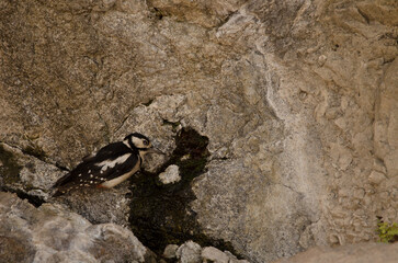 Great spotted woodpecker Dendrocopos major thanneri. Female drinking water at a spring. Inagua. Gran Canaria. Canary Islands. Spain.