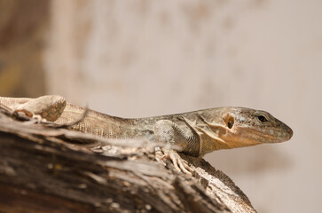 Gran Canaria giant lizard Gallotia stehlini. Integral Natural Reserve of Inagua. Tejeda. Gran Canaria. Canary Islands. Spain.